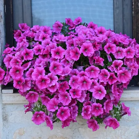 Bed & Breakfast Il Flauto Magico *